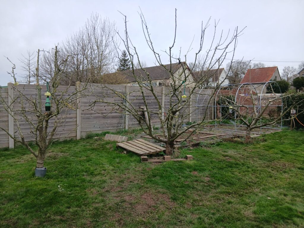 Arbres fruitiers taillés par Les Jardins du Val de Vire paysagiste à Vire